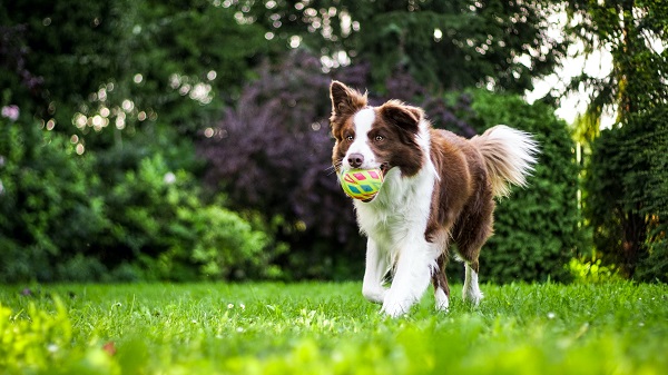 Awesome Dog Chase Toys for Grassy Fun