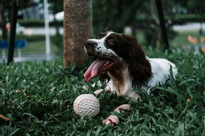 Keep Your Dog from Chewing on Your Dog Ball Launcher’s Wires